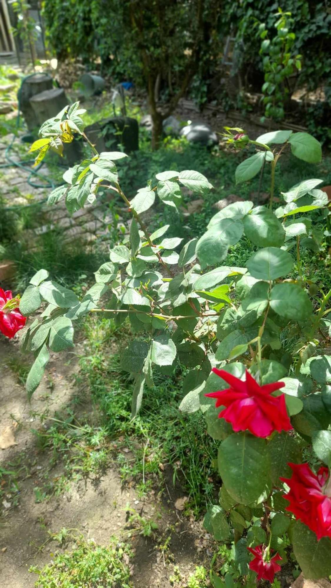 Gardens In Vake, Tbilisi Hotel Bagian luar foto